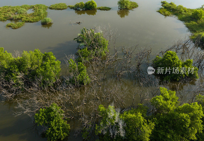 天江省Tan Thanh海滩红树林沼泽的航拍摘要照片